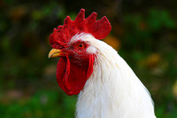 Farm Animals & 4H