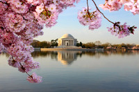 Cherry Blossoms