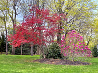 Spring Foliage